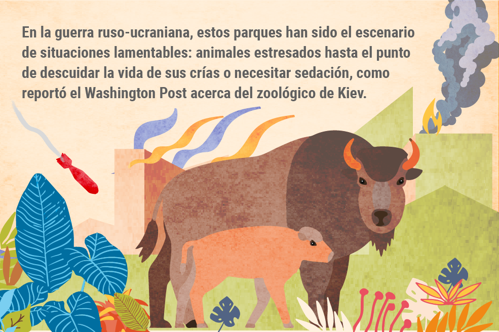 En la guerra ruso-ucraniana, estos parques han sido el escenario de situaciones lamentables: animales estresados hasta el punto de descuidar la vida de sus crías o necesitar sedación, como reportó el Washington Post acerca del zoológico de Kiev.