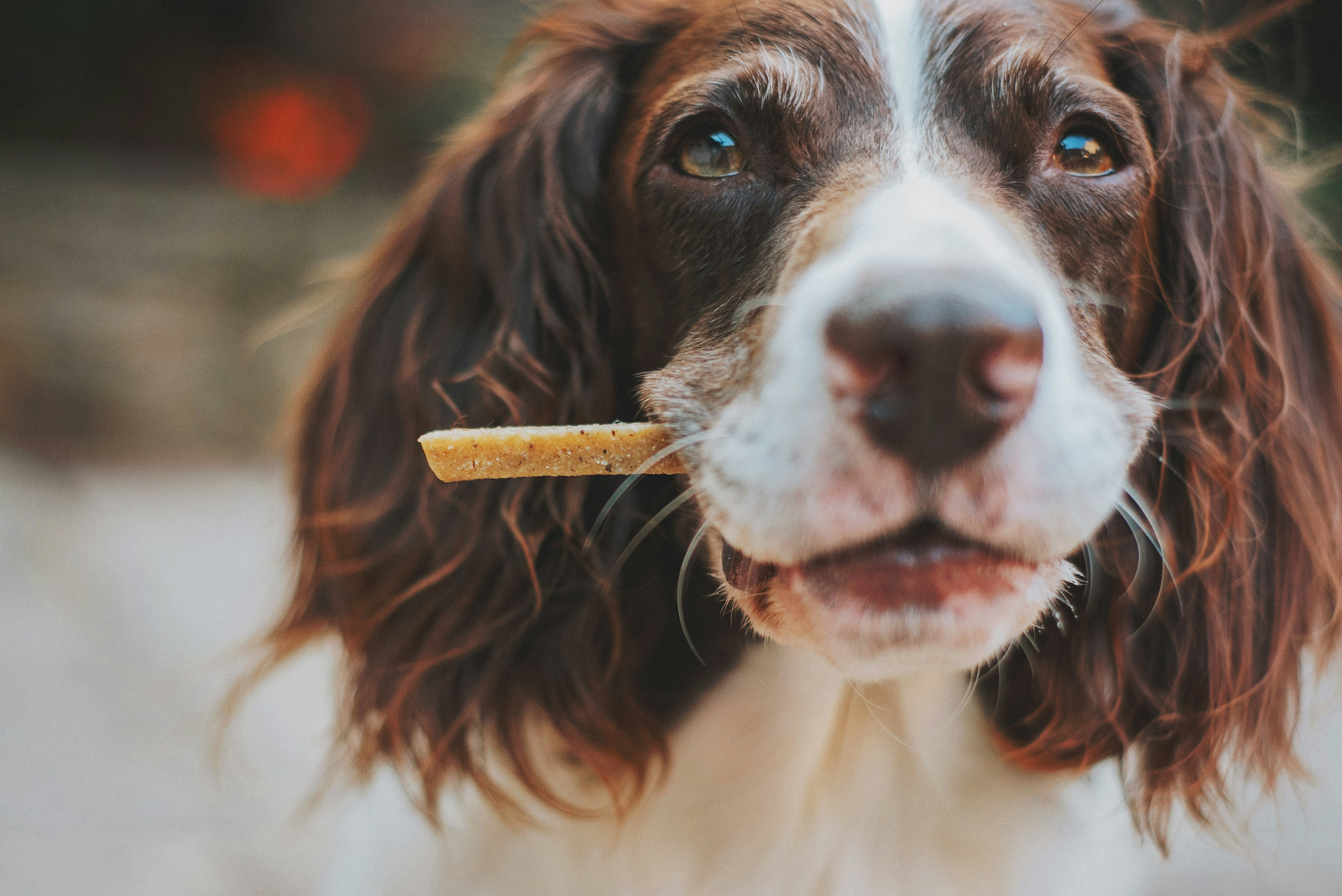 Si su perro ya tiene más de un año, debe hacer estas cinco cosas primordiales