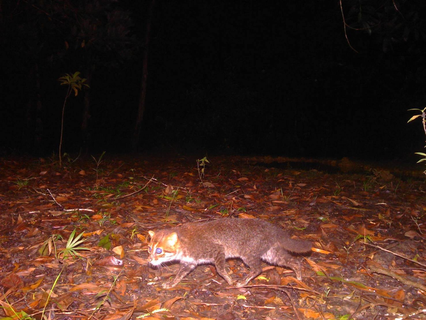 Redescubren en Tailandia a una de las especies de gato más escasas y amenazadas del mundo