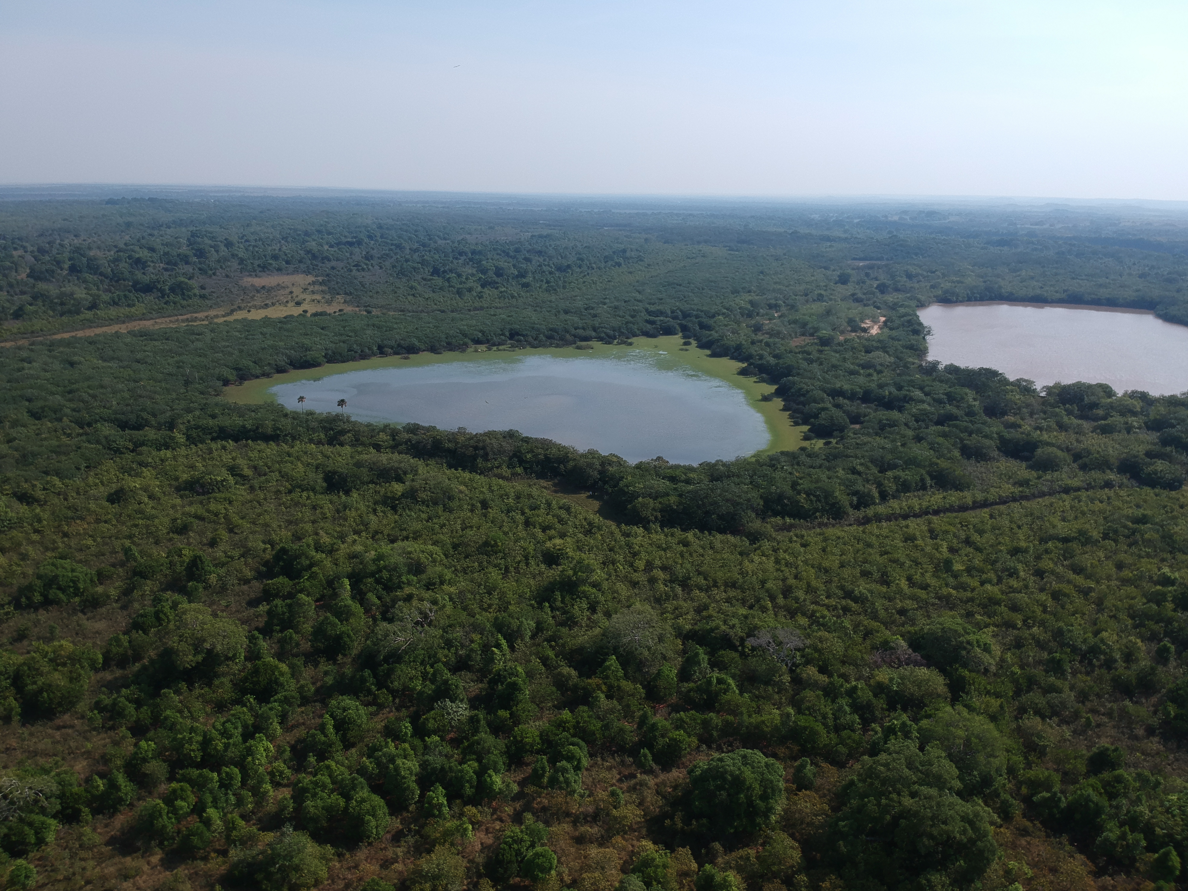 Las lagunas y esteros de Mururito son una fuente hídrica muy importante para las aves de la zona
