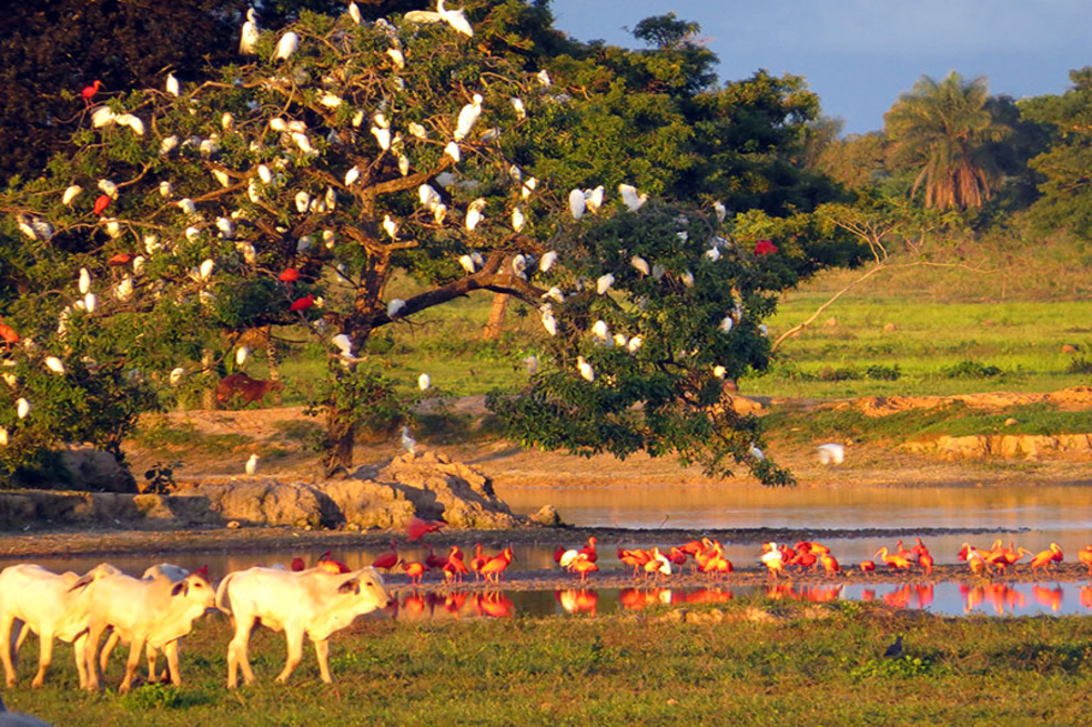 En el Ecolodge Juan Solito ofrecen una forma de alojamiento de bajo impacto basado en la naturaleza.