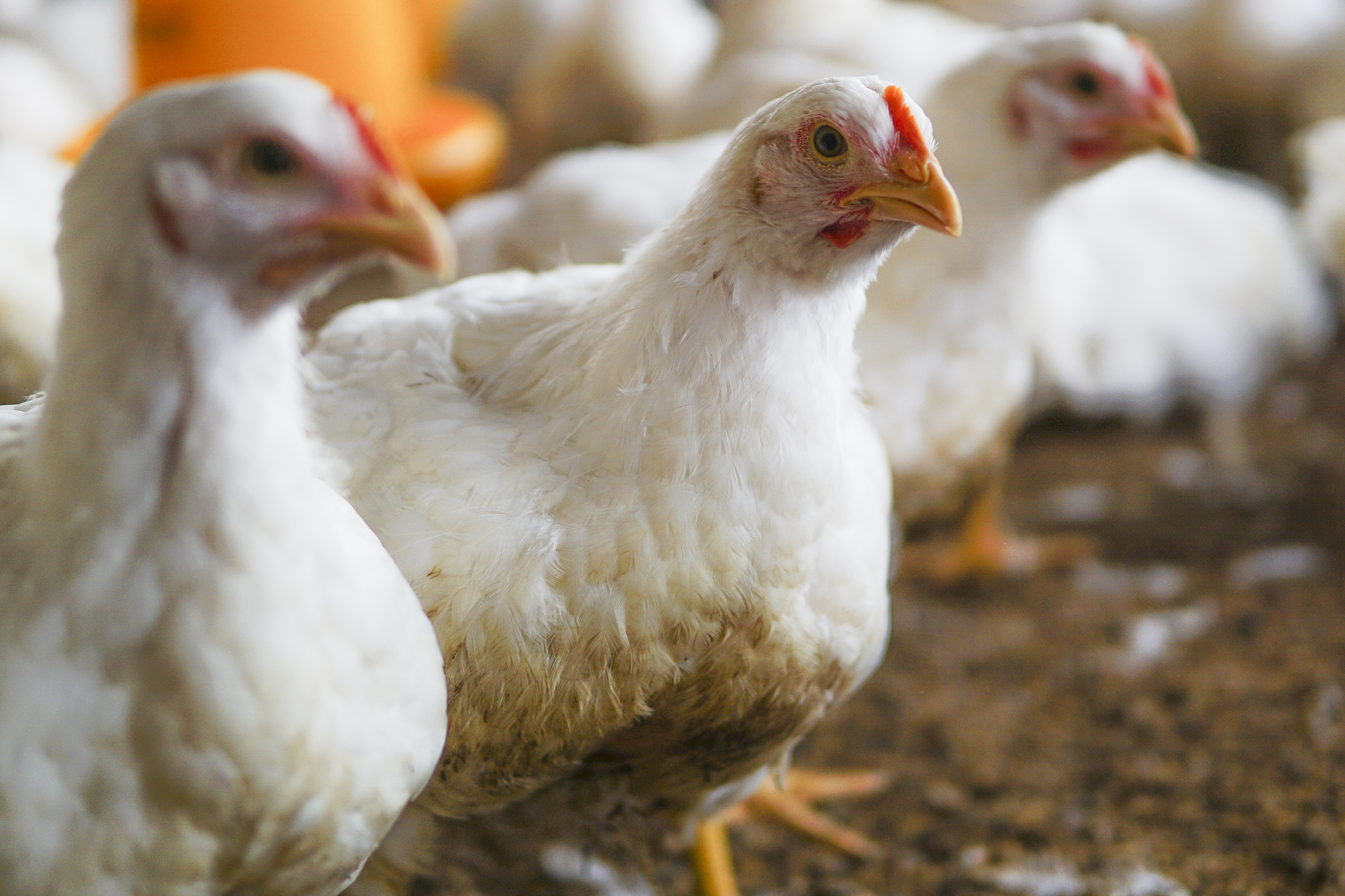 Pollo y huevo colombiano: vuelan las exportaciones a 11 mercados