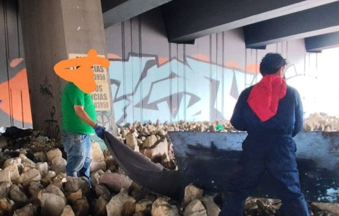 Hallan restos óseos de animales en Puente Aranda: autoridades abren investigación