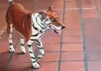 Denuncian que perro fue pintado como un tigre  durantes las elecciones presidenciales