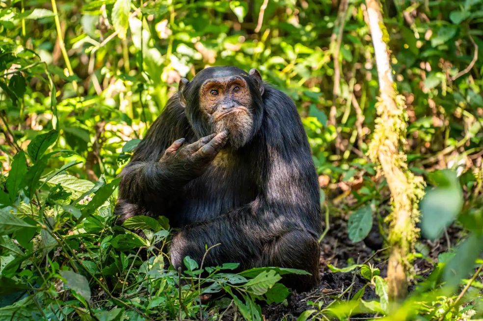 En la selva de Uganda, Arvind Mohandas siguió a un grupo de unos 50 chimpancés. Hasta que logró la imagen de uno de ellos como si estuviera "pensando".