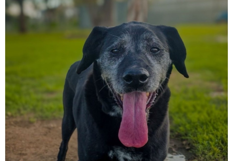 Borrás envejeció en un refugio mientras soñaba con encontrar un hogar amoroso