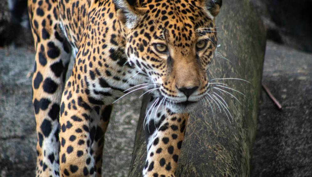 La pérdida de mamíferos se está acelerando en América Latina