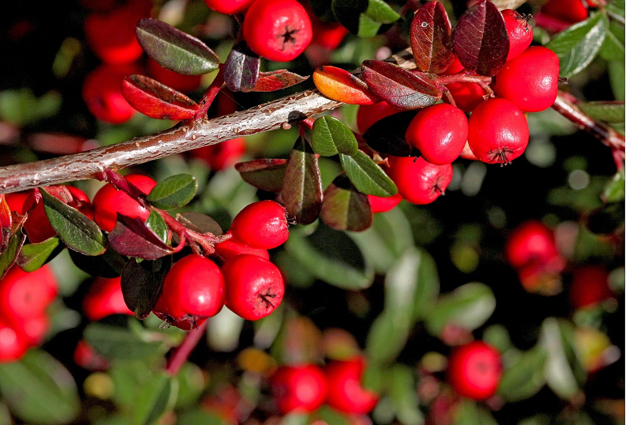 Cotoneaster: cómo cuidar de este arbusto rojo que adorna los exteriores