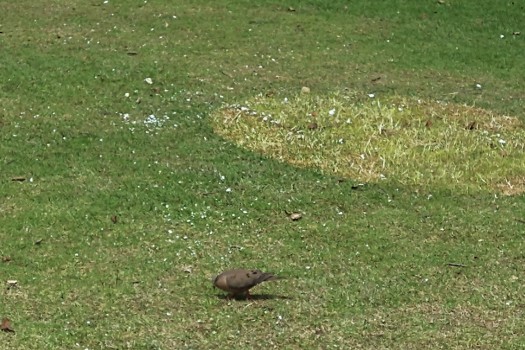 Torcaza alimentándose en una zona con residuos de icopor que quedaron en el parque Simón Bolívar tras la terminación del FEP.