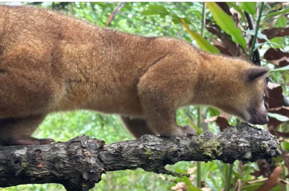 Más de 80 animales silvestres que eran tenidos como mascotas fueron liberados