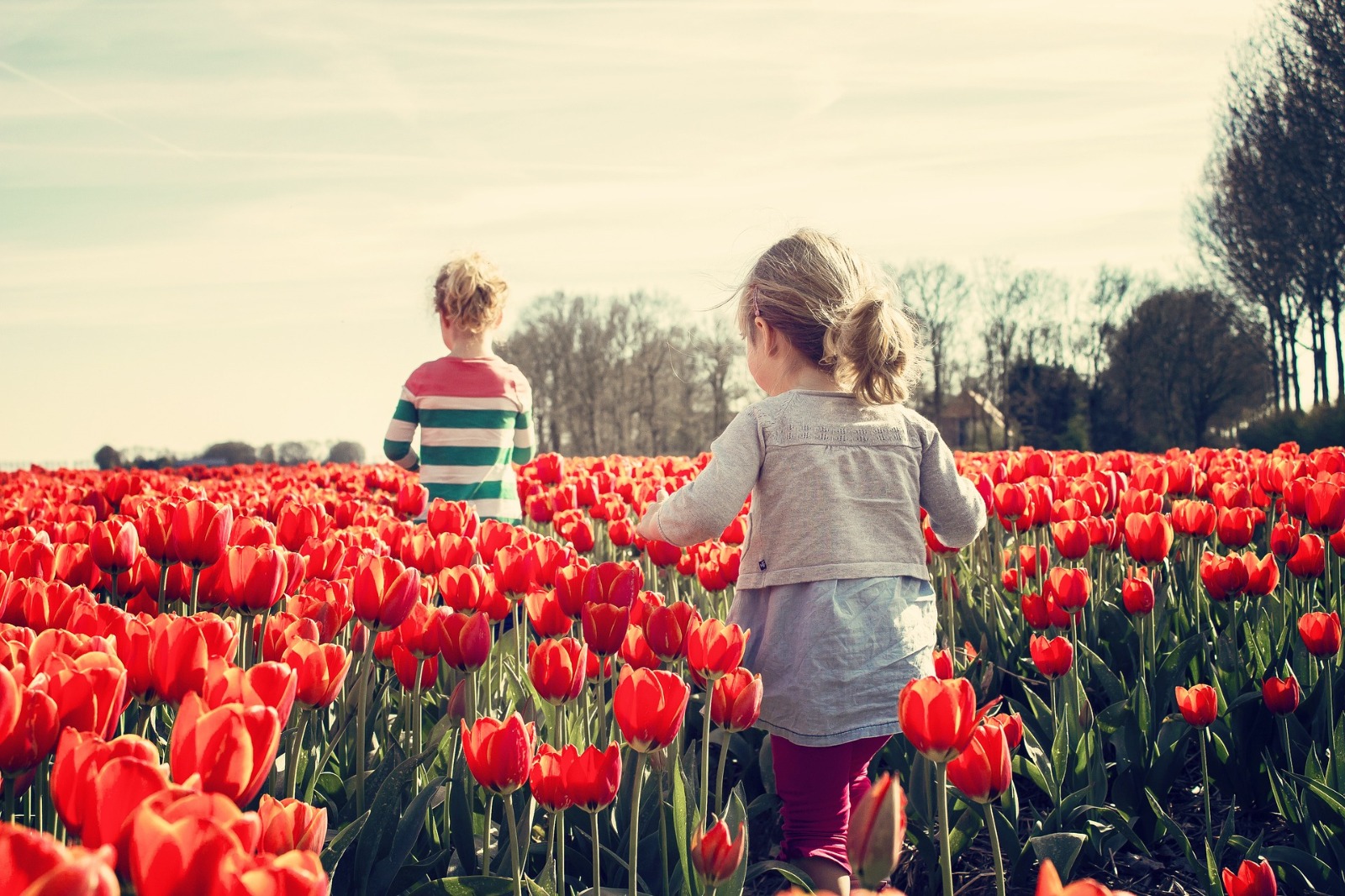 Estas son las plantas que debe mantener lejos de los niños