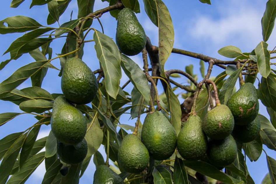 22 toneladas de aguacate Hass partieron de Antioquia a EE.UU.