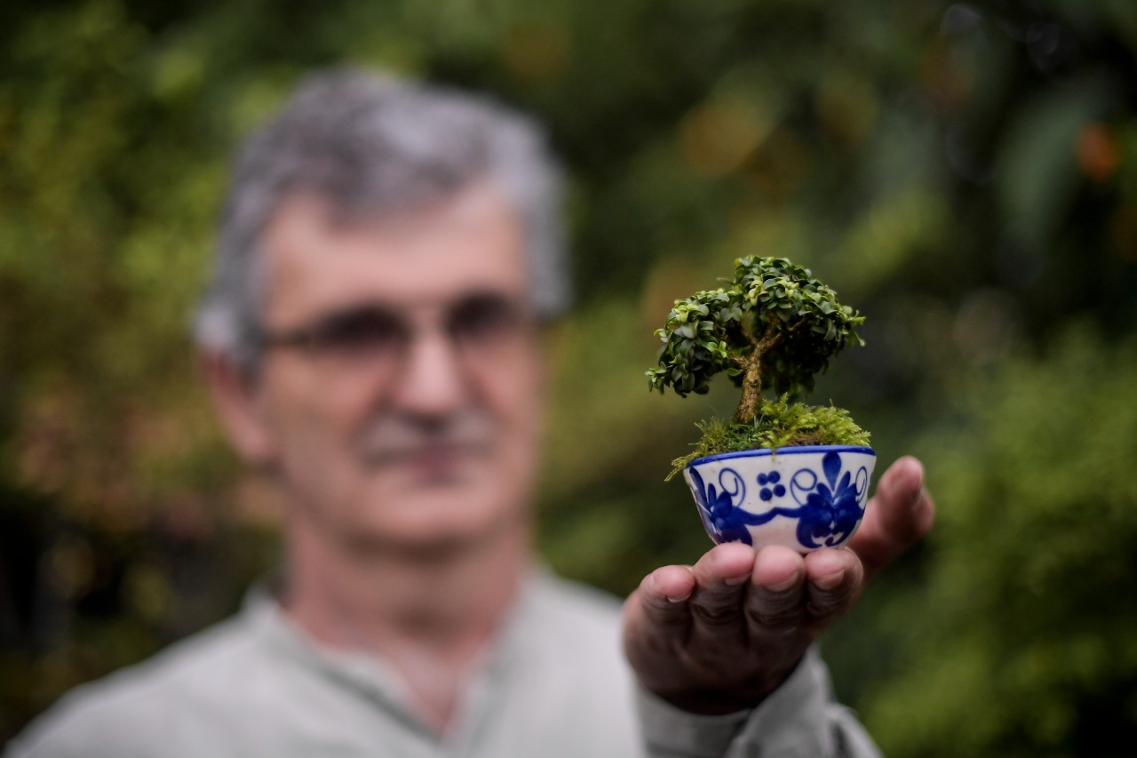 La palabra bonsái significa árbol que crece en un recipiente. "Bon" es "árbol" y "sái" es recipiente.