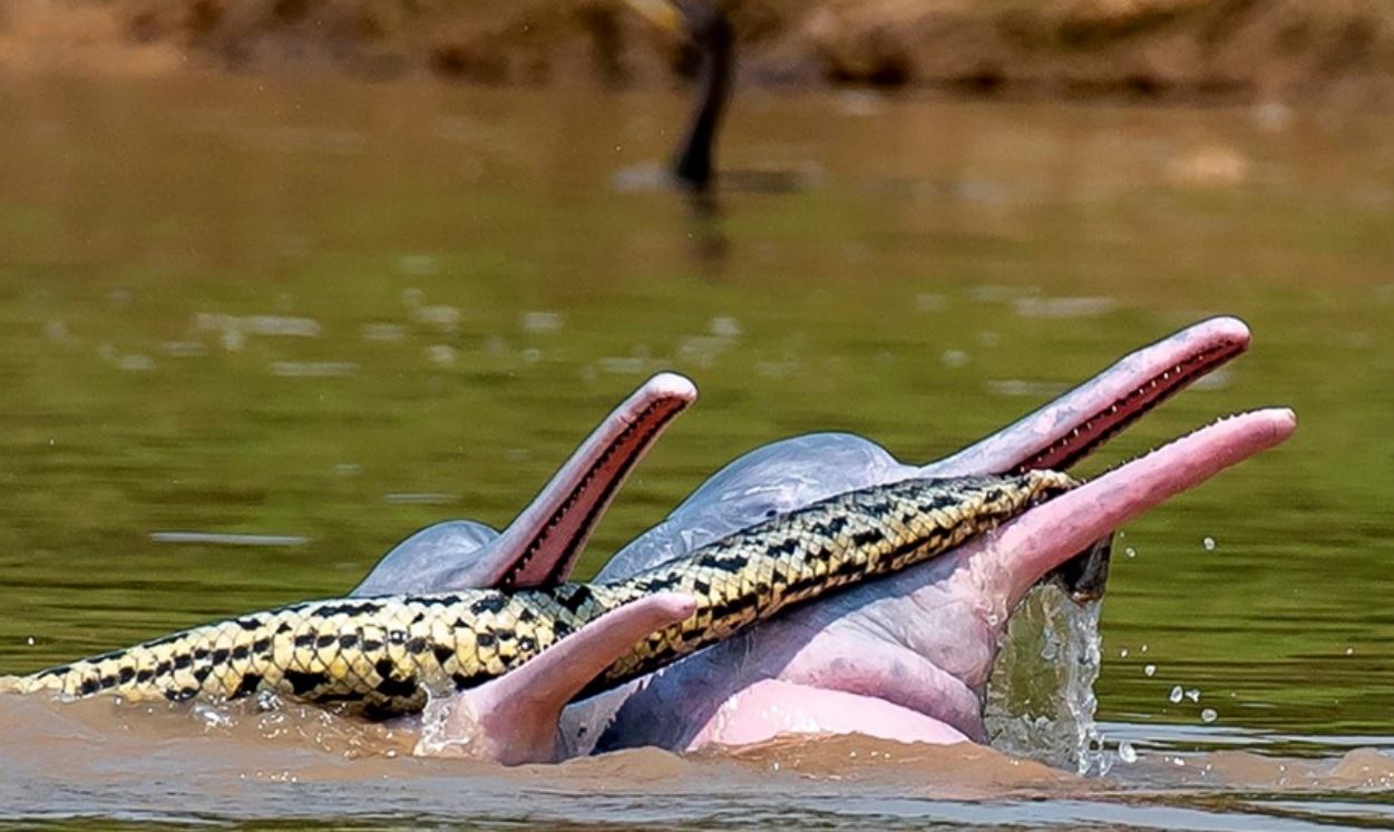 Estos delfines estaban “jugando” con una anaconda y ahora hay muchas preguntas