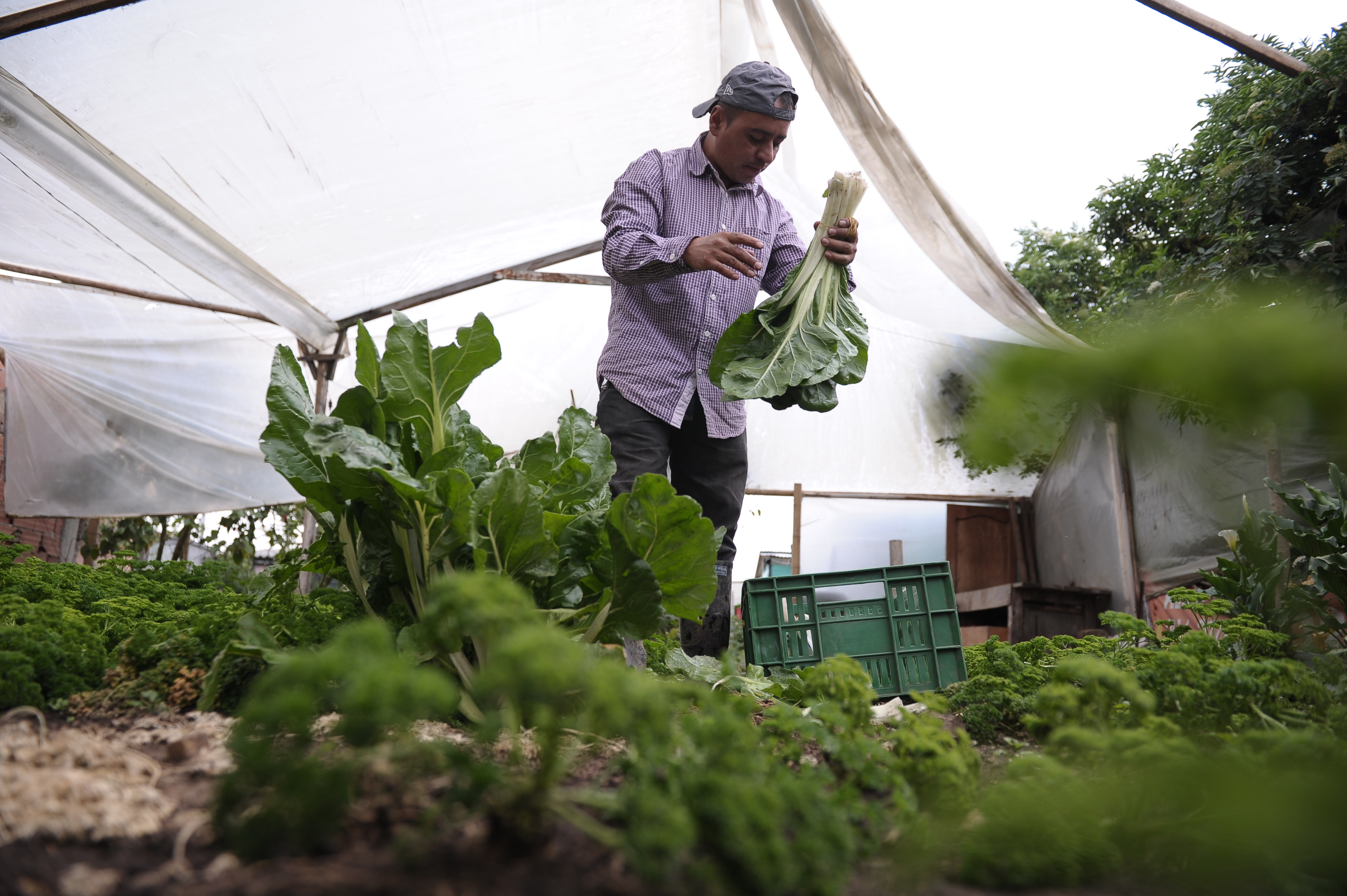 Estrategia del Distrito para mitigar el desecho y pérdida de alimentos