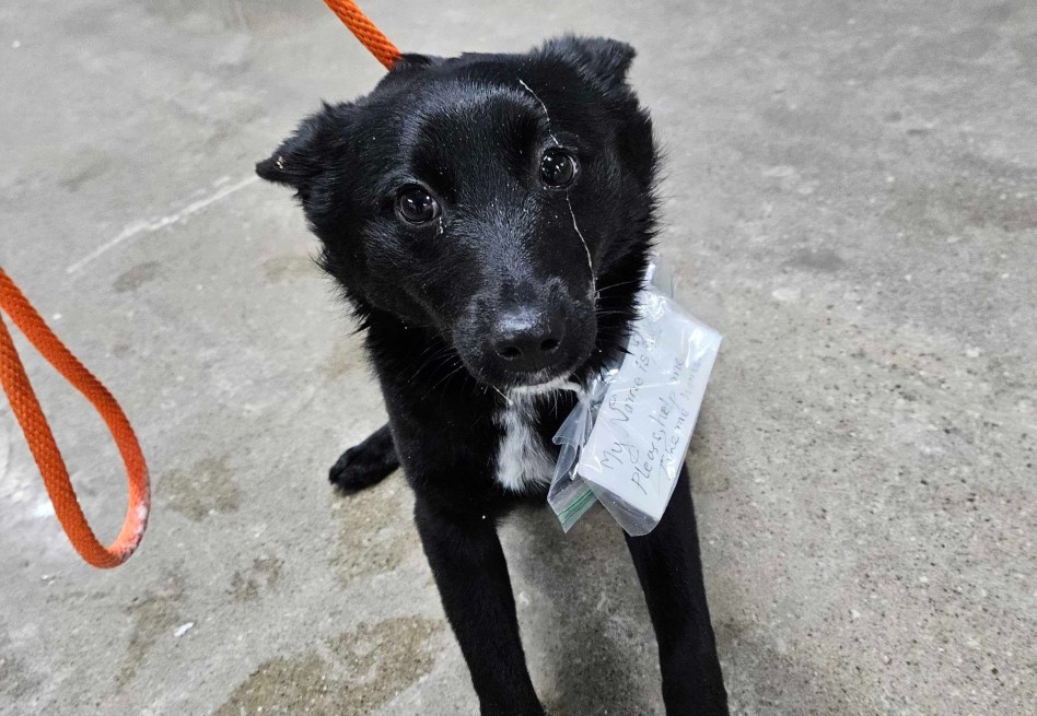‘Llévame a Casa’: la conmovedora nota que tenía Rukey en su collar