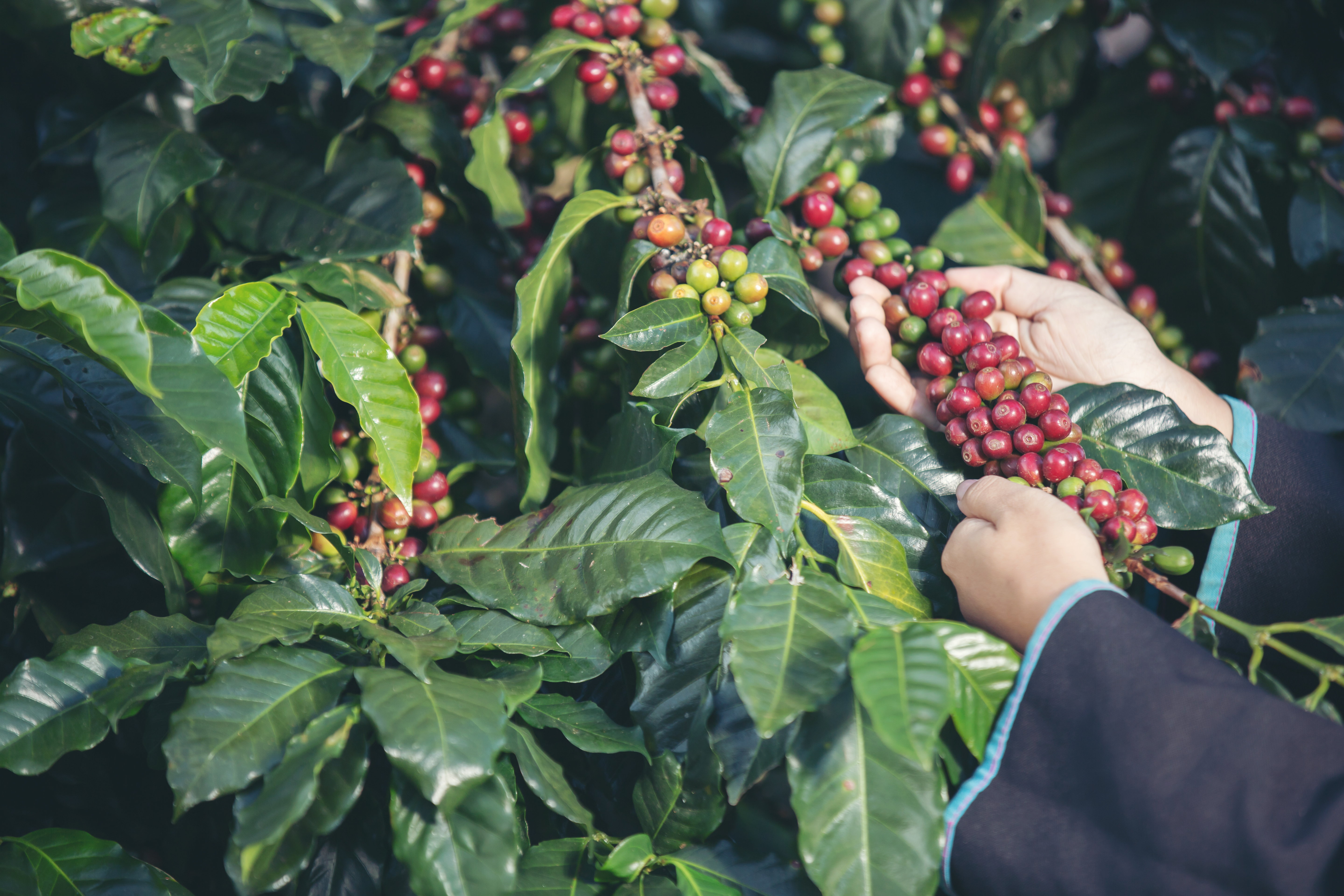 El café repunta en mayo y alivia un año en rojo para el sector cafetero colombiano