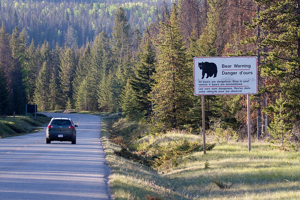 ¿Por qué, en una región, Canadá volvió a permitir la caza de osos?