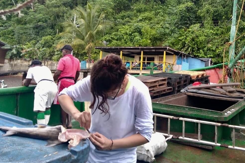 Especies de tiburones en extinción amenazadas por la construcción del puerto de Tribugá