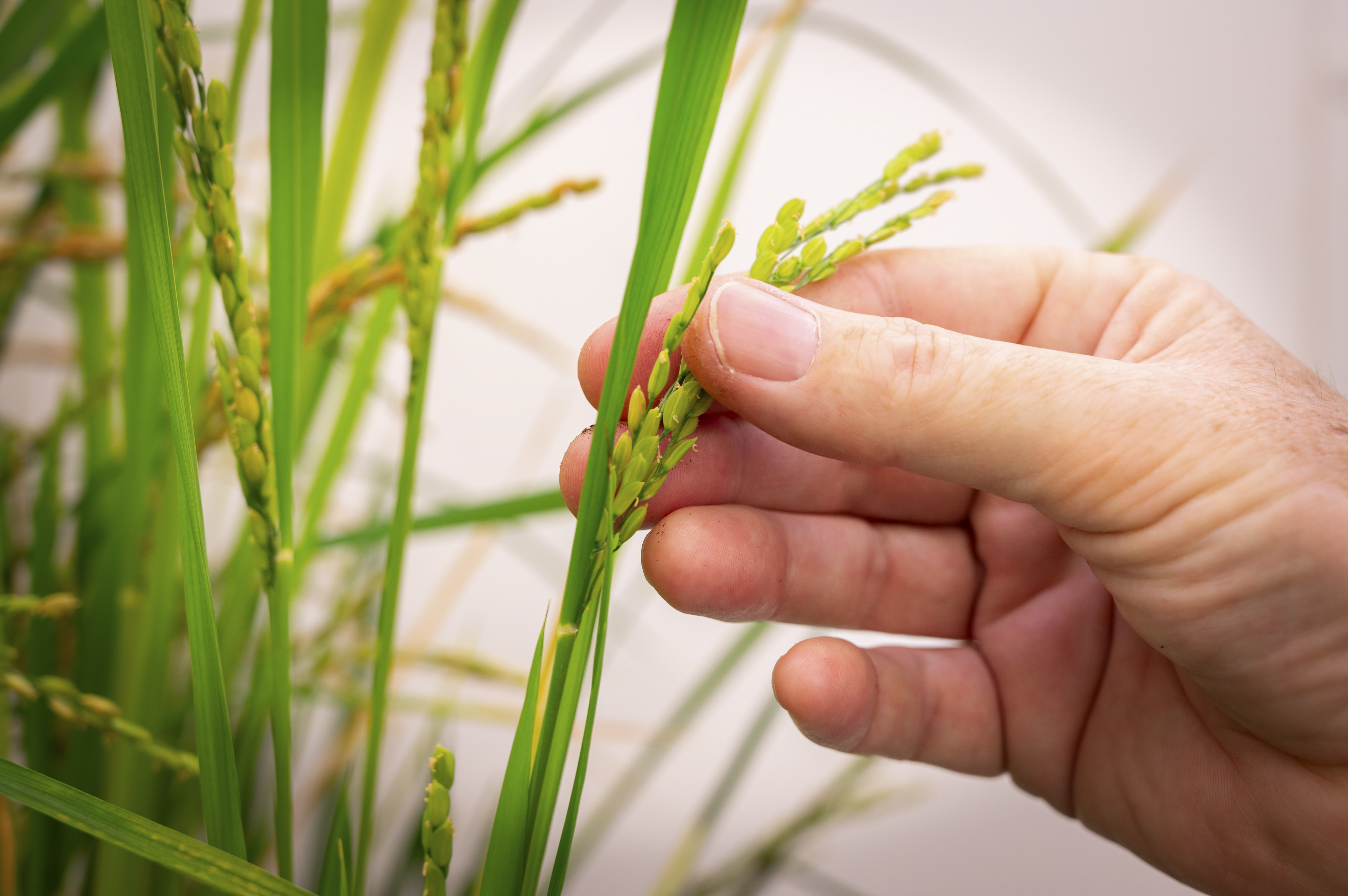 El precio de los fertilizantes bajó en mayo