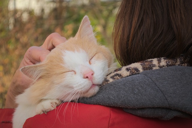 ¿Cómo eligen los gatos a su persona favorita?