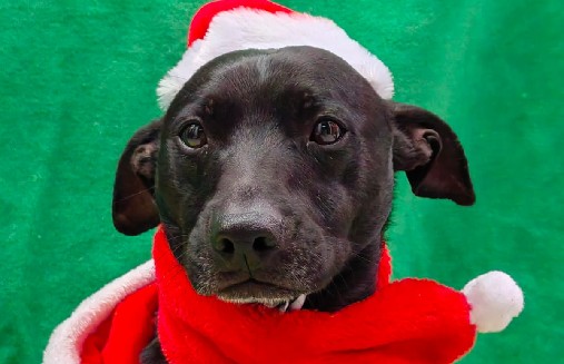 Fundación Doggy in home cierra adopciones en diciembre y refuerza iniciativas navideñas