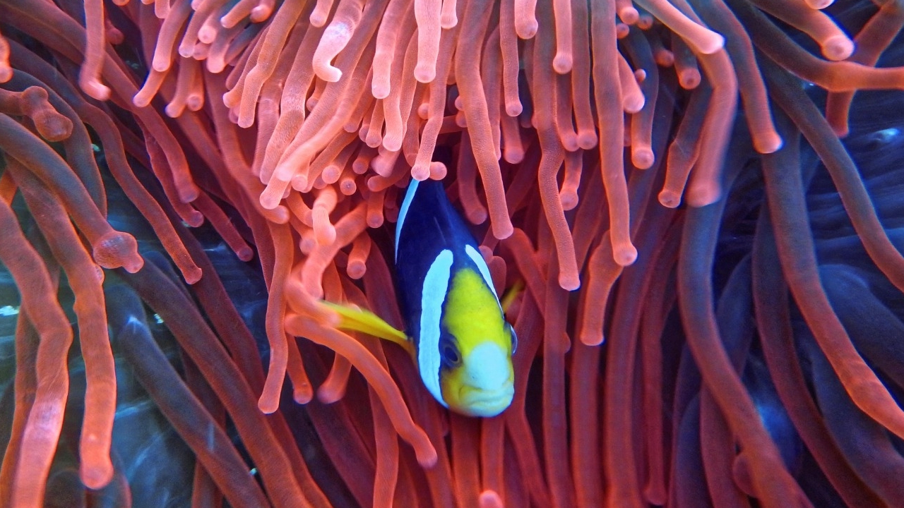 ¿Qué importancia tienen los arrecifes de coral para la vida marina?