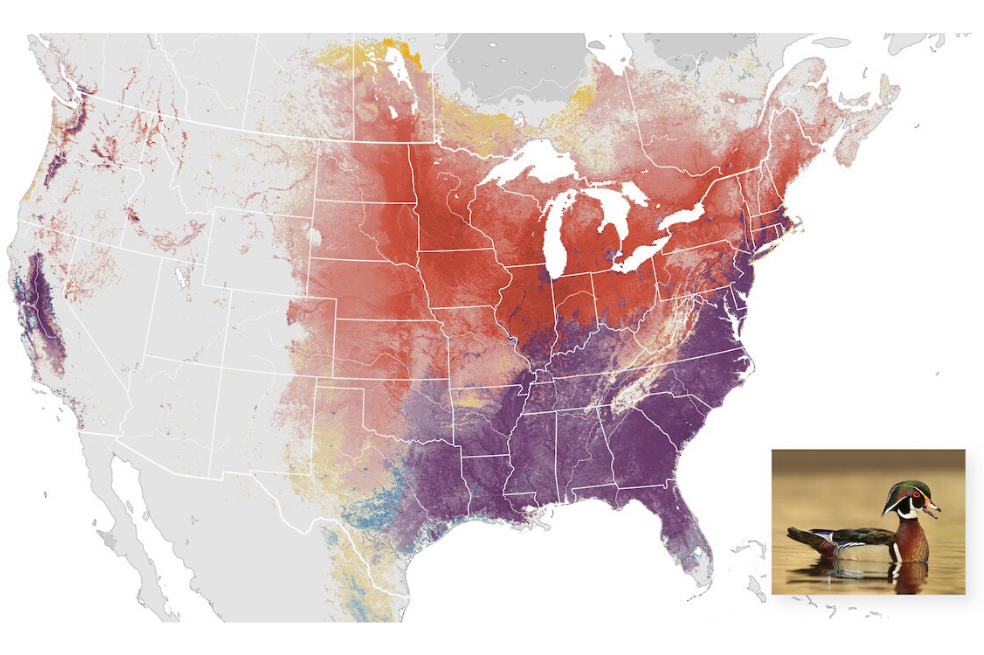 Descubren los secretos de la migración de 610 especies de aves