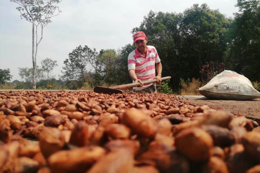 Cacao producido por la Alianza.