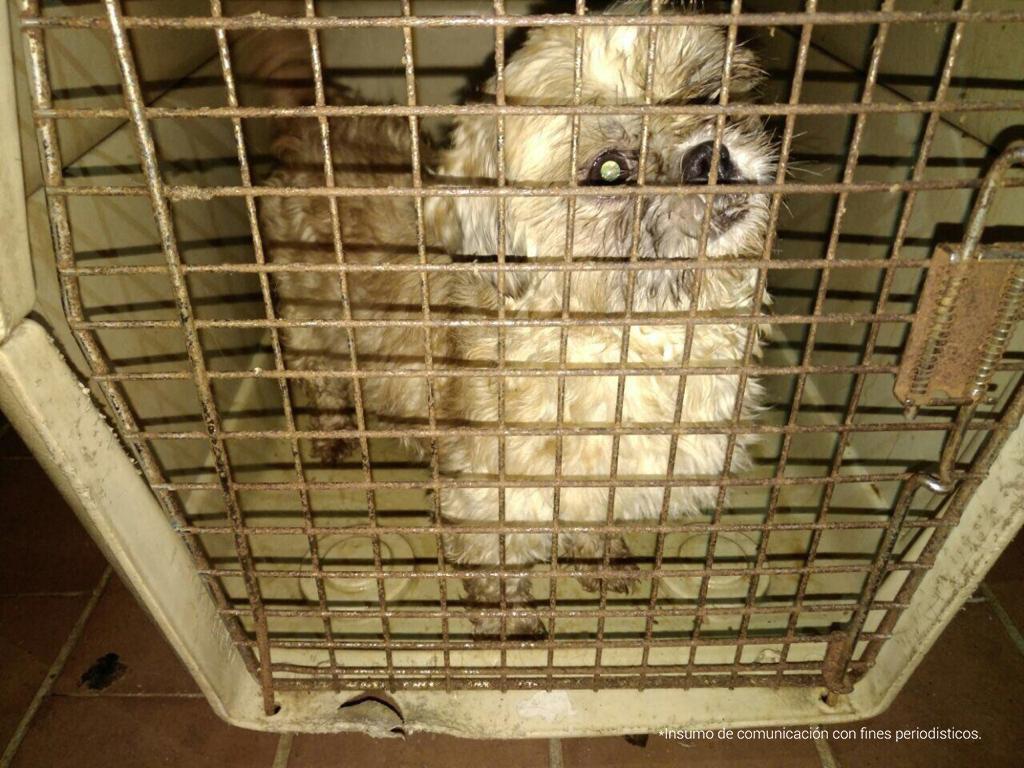 Condenan a hombre que mantenía a varios perros en precarias condiciones en Bogotá
