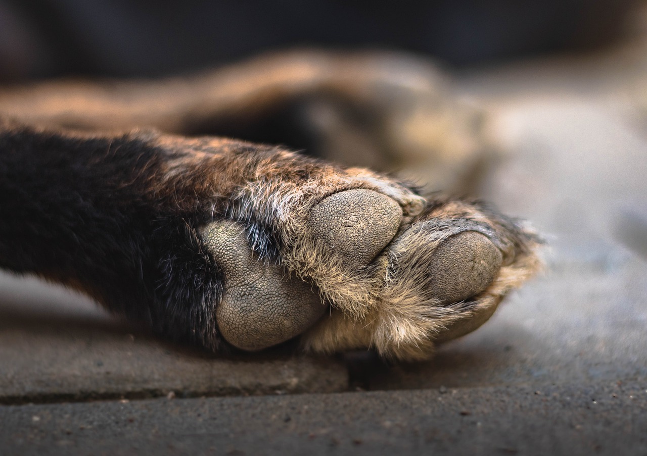 Identifican al hombre que abandonó a un perrito en zona rural de Neiva