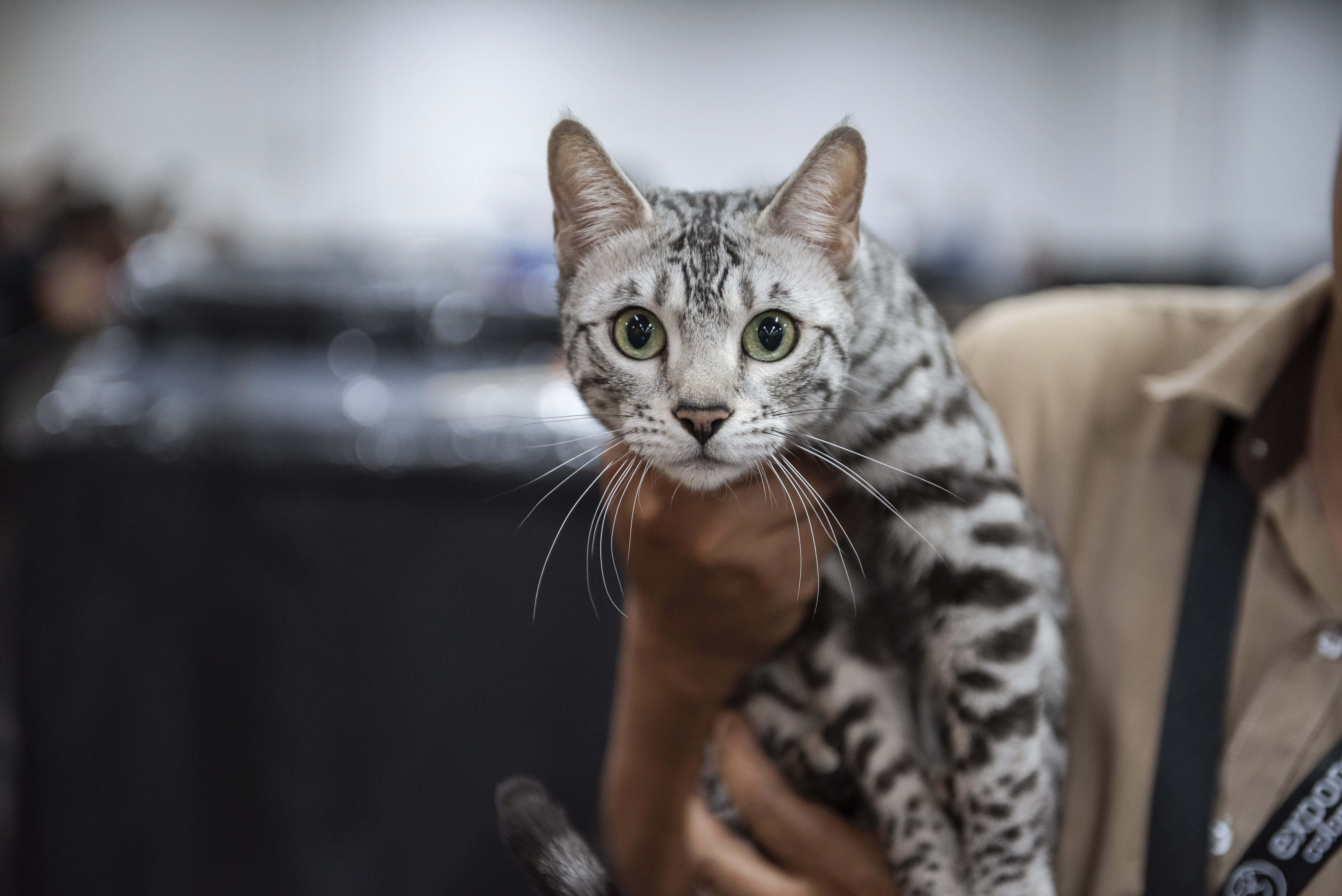 Expopet arranca con una gran campaña de ayuda para los animales afectados por el terremoto