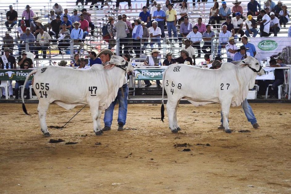 Villavicencio se prepara para inaugurar la feria agroindustrial “Expomalocas 2017”