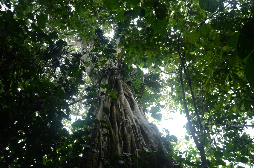 150 hectáreas de bosque en Carepa, Antioquia fueron declaradas como área protegida