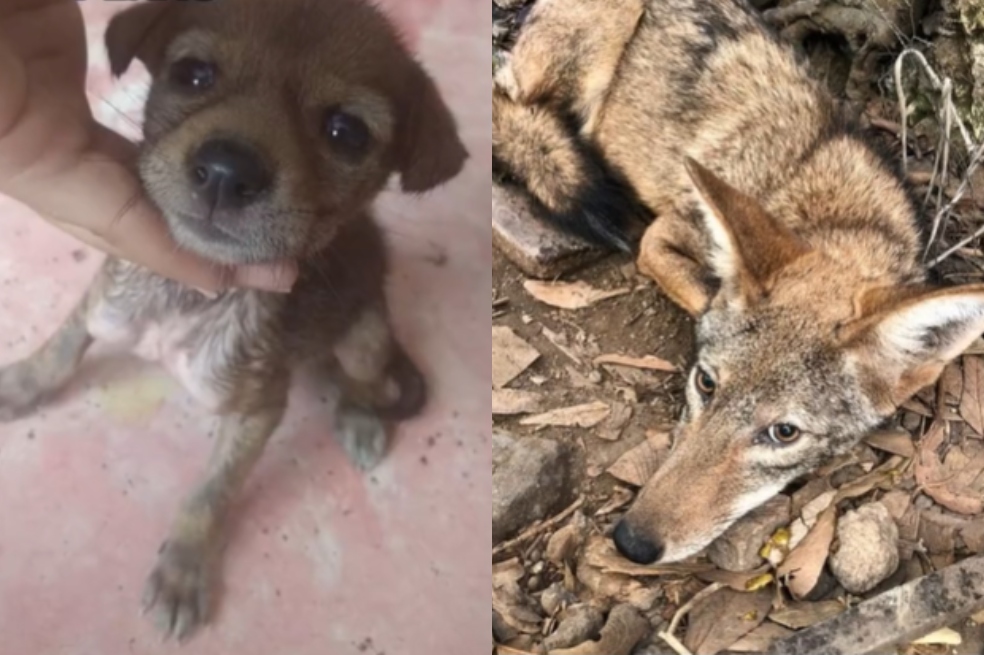 Esta es la foto del animal de pequeño y ya de grande.