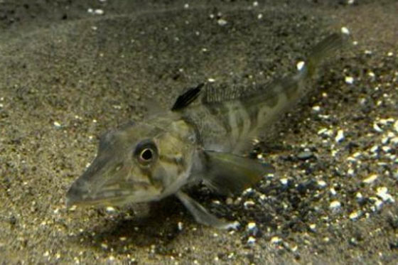 Acuario de Tokio presenta un pez con sangre transparente único en el mundo