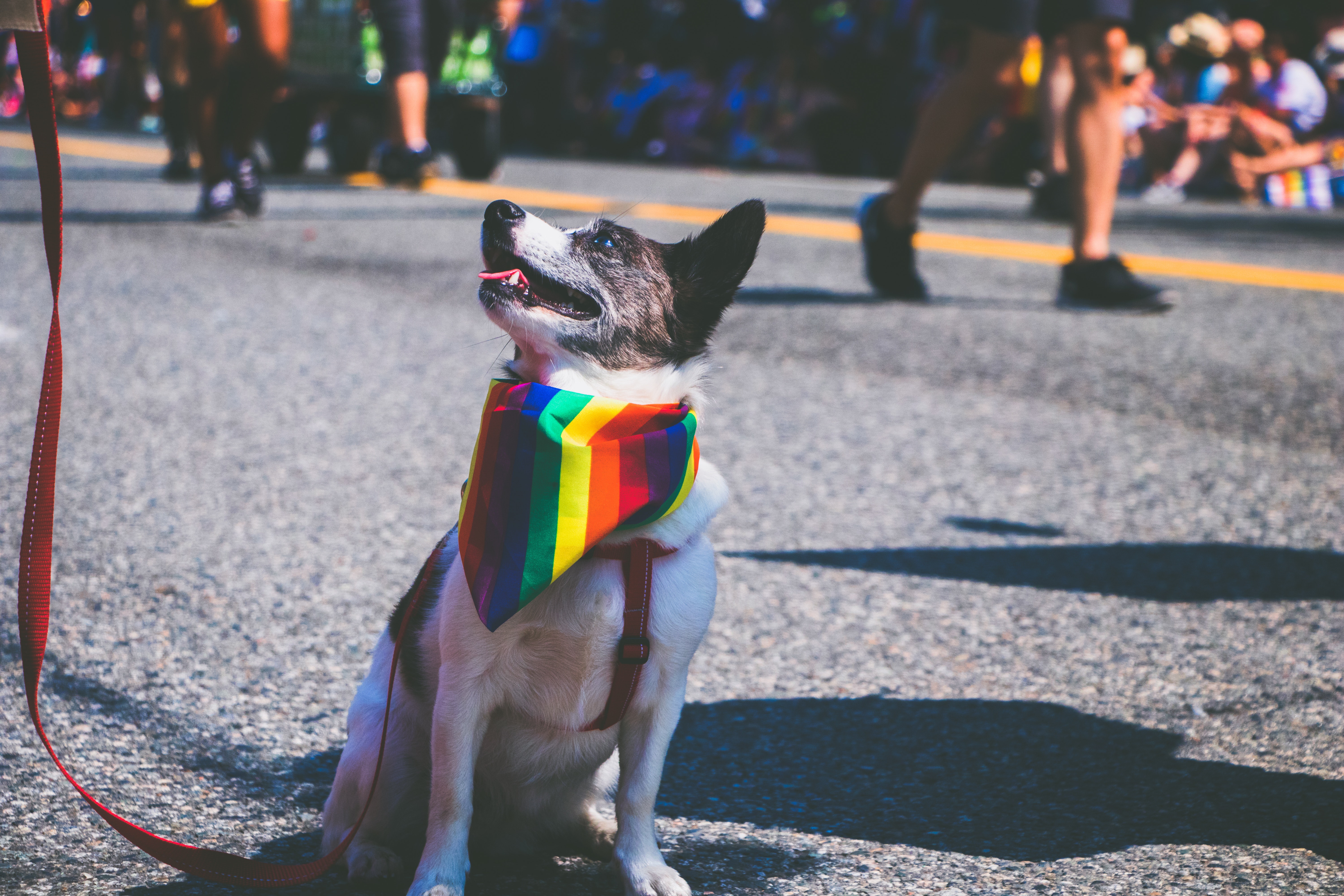 Video | Las mascotas han acompañado a las personas LGBTIQ+ en las buenas y en las malas