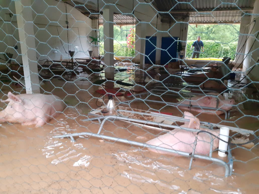 Casi 500 cerdos murieron ahogados por inundaciones en Betania, Antioquia