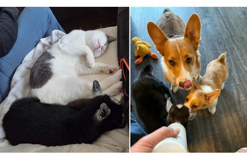 Conozca la historia viral de Lena: la cabrita que creció entre perros y gatos