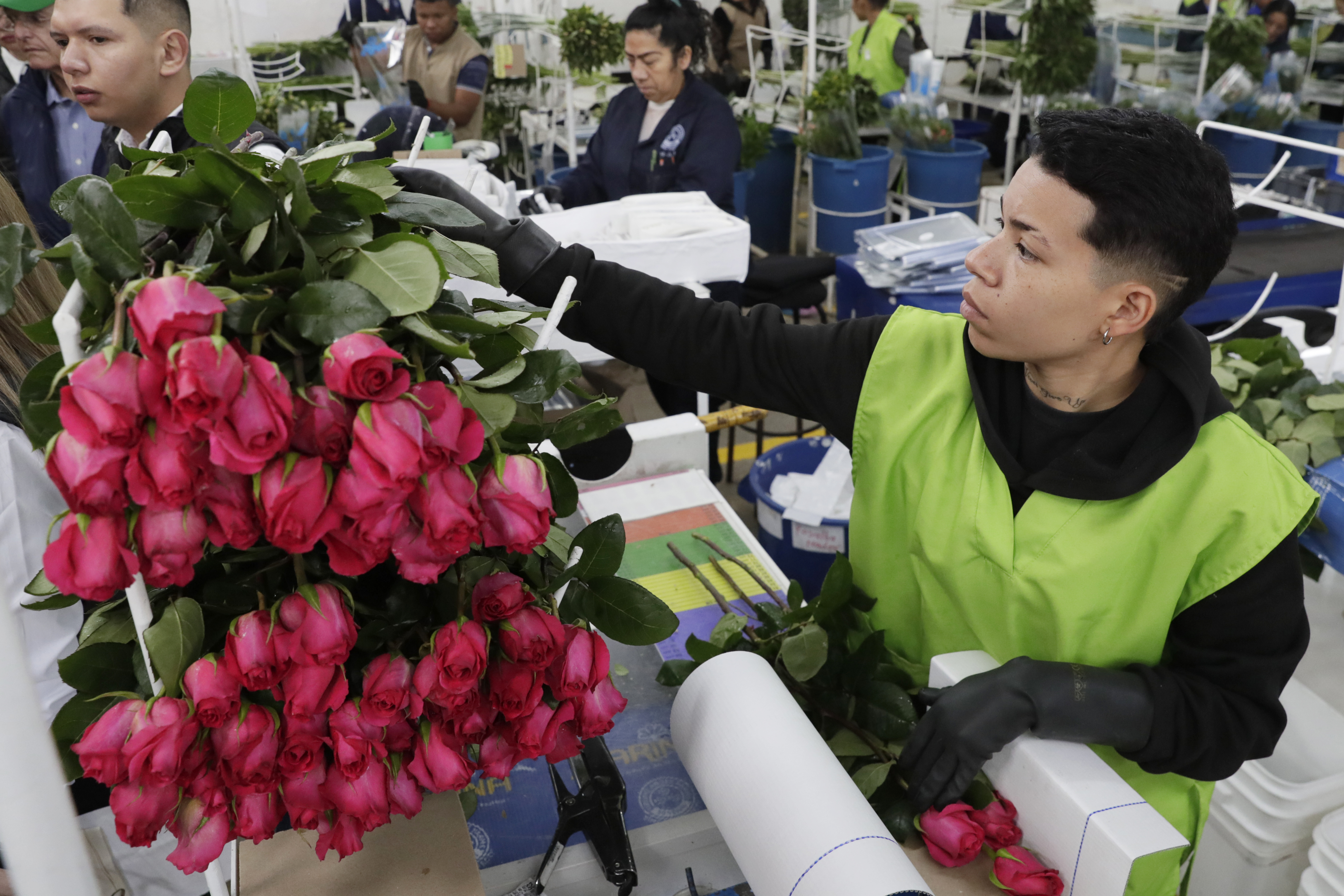 San Valentín: este año aumentó la exportación de flores colombianas a EE. UU.