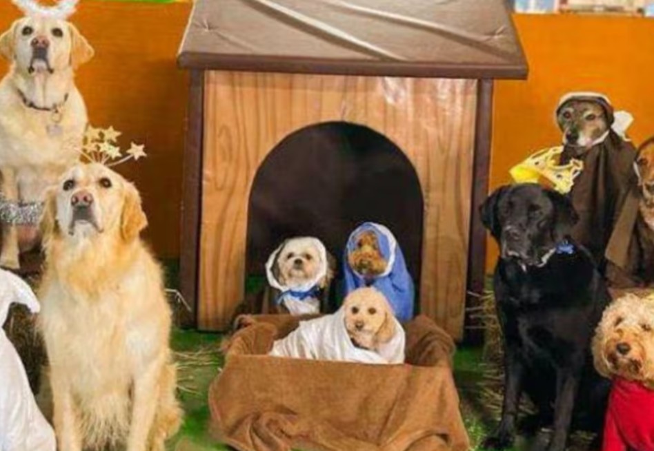 Guardería canina recrea el nacimiento de Jesús con perros y conquista las redes sociales