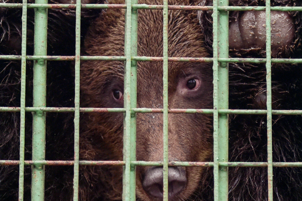 San Petersburgo: un refugio para animales salvajes ante la falta de recursos estatales