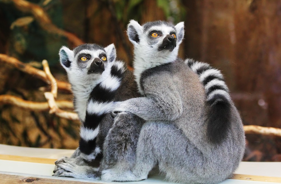 Los lémures de Madagascar amplían su área de distribución en más de la mitad en respuesta a la tala.