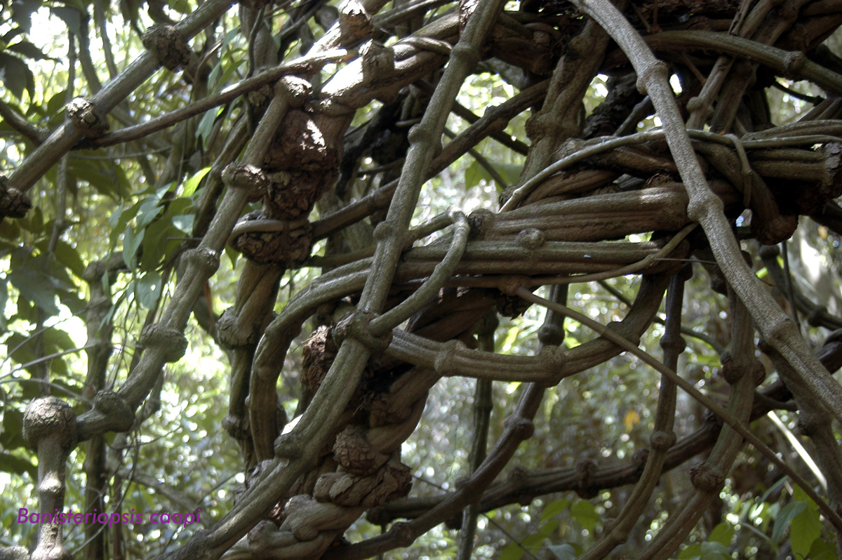 La ayahuasca y la ciencia psicodélica