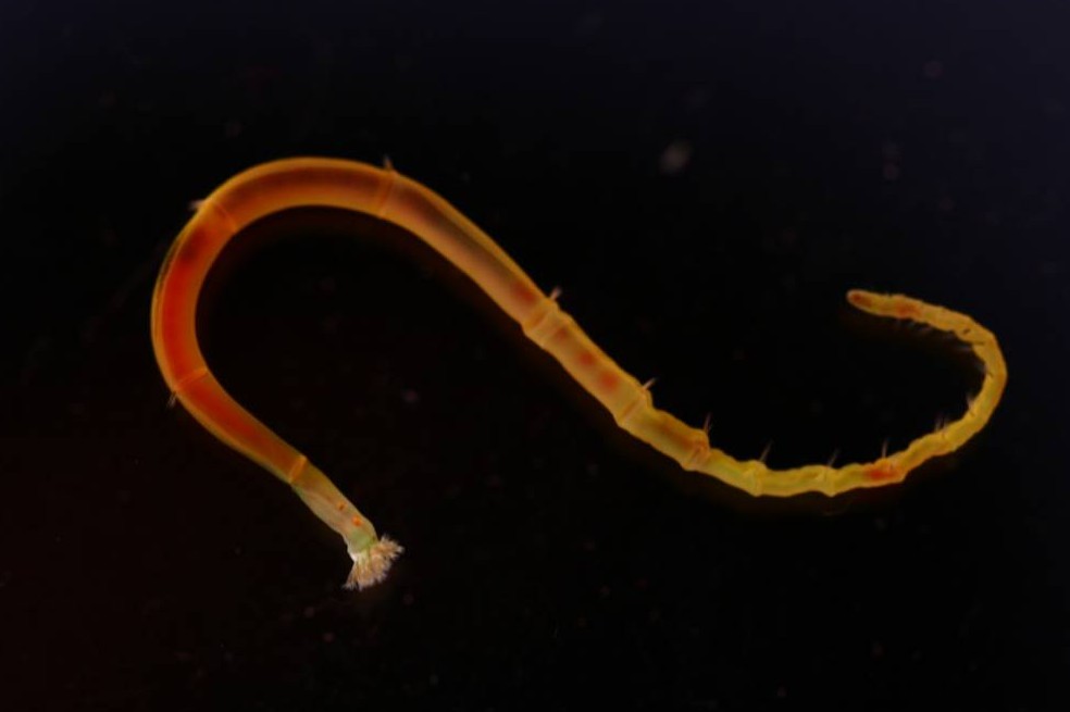 Las larvas dan pistas sobre cómo son los tipos de ciclos de vida de los animales