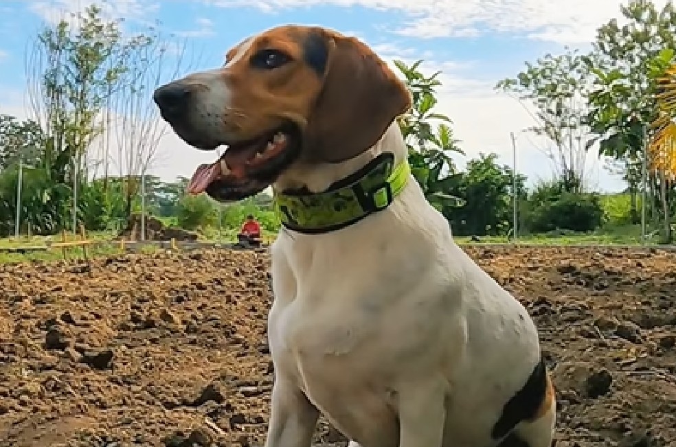 Refugio en Cali busca donaciones para brindar un paraíso a animales abandonados