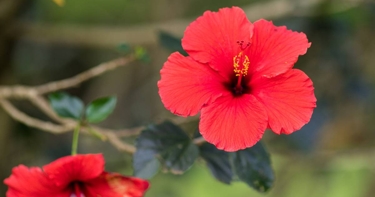 El hibisco (Hibiscus spp.), conocido por sus exuberantes flores y su capacidad de embellecer cualquier jardín, es una planta que trasciende su valor ornamental.