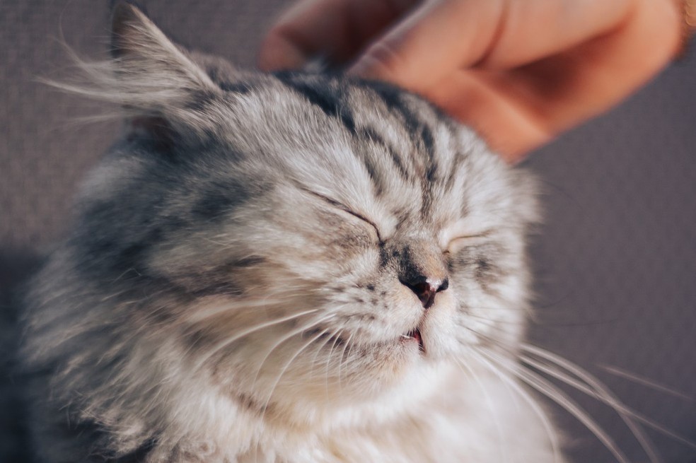 Estos son los beneficios de los ronroneos de los gatos