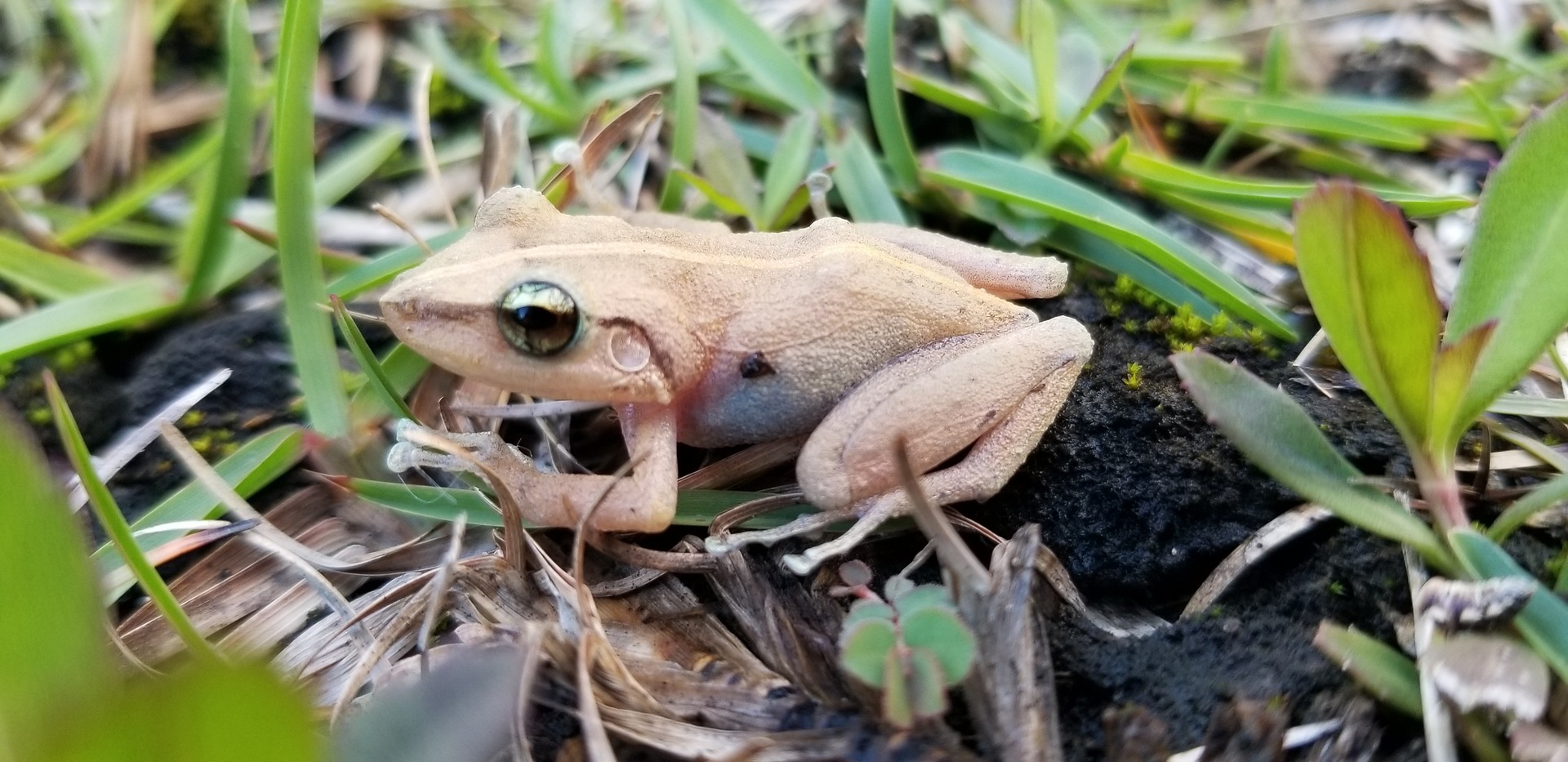 Estas ranas de Puerto Rico han cambiado su sonido debido a las altas temperaturas