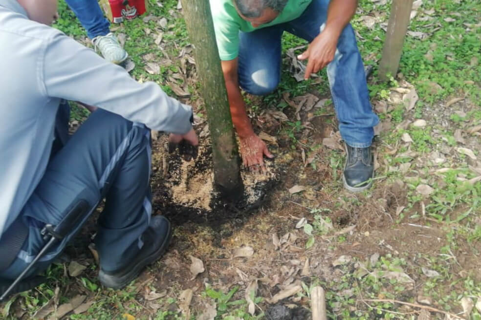 Gracias a la desintoxicación, el árbol se recupera lentamente. / Secretaría de Ambiente de Villavicencio